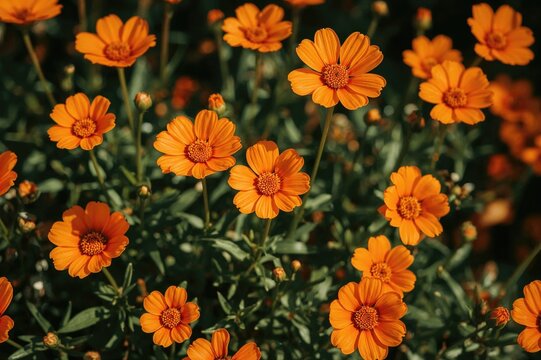 Spring's vibrant orange blooms bring beauty anew