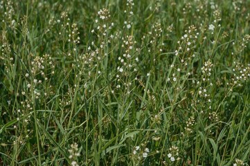 Obraz premium Isolated Galium aparine and Various Common Names of the Plant