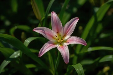 Fototapeta premium Beautiful pink rain lily flower in a garden setting, showcasing nature's charm and freshness