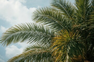 Fototapeta premium Tropical sky with palm fronds