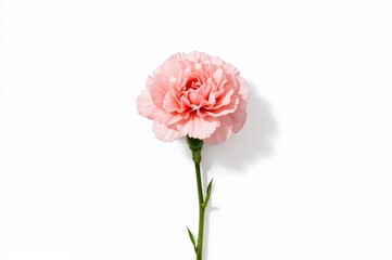 Obraz premium Beautiful pink carnation flower on a white backdrop