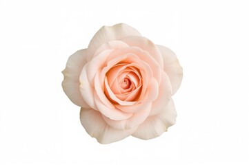 Delicate blush rose blossom set against a pure white backdrop. Gentle blur. Close-up floral background ideal for festive branding