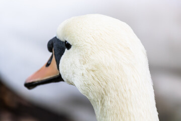 Obraz premium White swan with a black beak and black eyes.