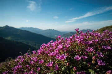 Obraz premium Lavender Blossoms Covering a Hillside