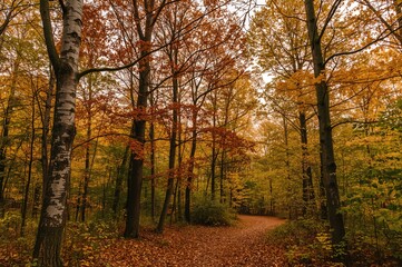 Obraz premium Scenic Fall Woodland in Poland