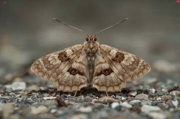 Fototapeta premium Notable Moth Species Micromelalopha sieversi