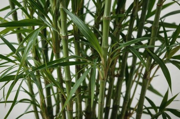 Fototapeta premium Dracaena sanderiana: The indoor plant symbolizing prosperity and positive vibes in Feng Shui
