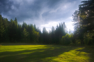 Summer meadow landscape with green grass and wild flowers on the background of a forest.