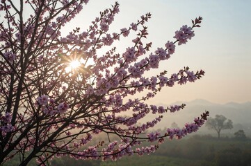 Fototapeta premium Morning garden adorned with pink cherry blossoms