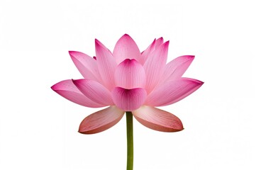 Isolated Pink Lotus Blossom on a White Backdrop