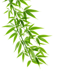 Fototapeta premium A bamboo branch with green leaves against a transparent background