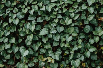 Indoor air-cleansing plant: Potted Hedera helix 'Glacier' English Ivy
