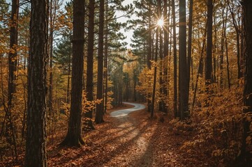 Obraz premium Autumn woodland path through pine trees