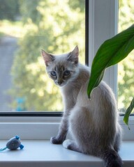 Close-up portrait of a charming blue-eyed kitten