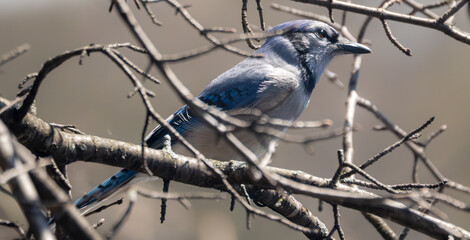Bluejay