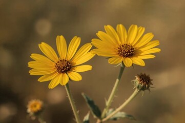 Two Golden Tickweed Wildflowers Facing Forward