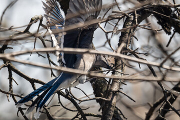 bird on tree