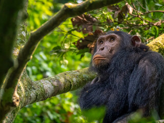 Isn't that strange? A chimpanzee photographed in Kyambura Gorge