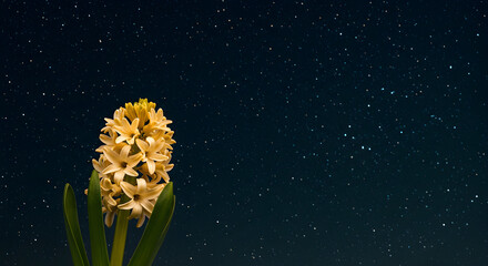 Under Starlight Gold-tinged Hyacinth under a clear, star-filled night sky Ethereal