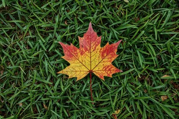 Colorful fall maple leaf resting on fresh grass post-rain