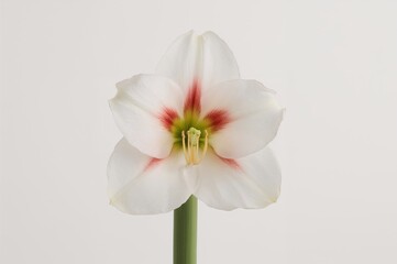 Soft Pink and White Amaryllis Bloom with Apple Blossom Hues