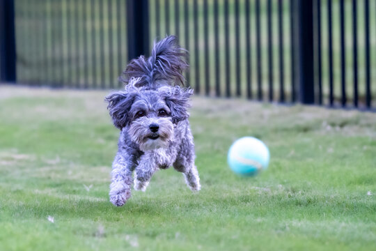 Dog Playing in Yard