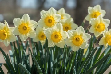 Fototapeta premium Spring Banner Featuring Bright Yellow Daffodil Blossoms