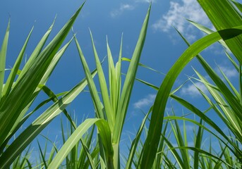 Fototapeta premium Lush green sugarcane plants against a bright blue sky with soft clouds, a nature scene.