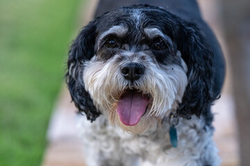 Dog Portait