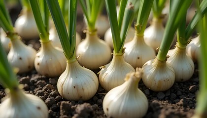 Close-Up of Fresh Shallots Growing in Garden Soil