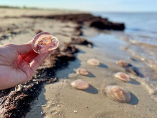 Hand holding a jellyfish on a sandy beach with more jellyfish washed ashore near the sea.