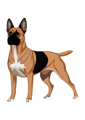 Belgian Malinois dog line vector illustration white background	
