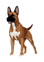 Belgian Malinois dog line vector illustration white background	