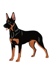Belgian Malinois dog line vector illustration white background	