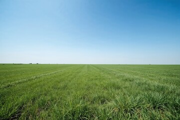 Fototapeta premium Empty grassy field under a bright blue sky