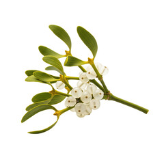 Christmas mistletoe sprig with white berries isolated
