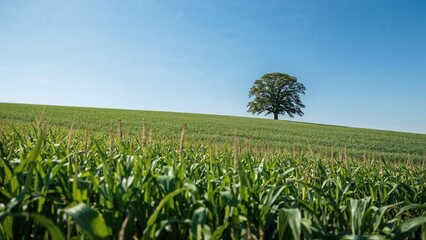 Large green corn plantations stretching under a pristine blue sky