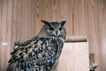  【#動物園】フクロウ