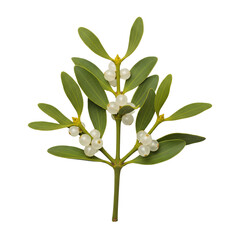 Fresh green mistletoe sprig with berries