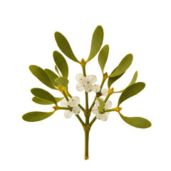 Mistletoe sprig with white berries isolated