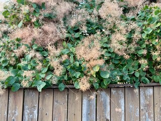 Climbing plant with fluffy, feathery seed clusters growing over a weathered wooden fence.