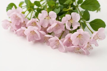 Naklejka premium Pink watercress blossoms against a white backdrop