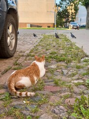 Orange and white cat lying on cobblestone pavement, watching pigeons nearby in an urban street scene.