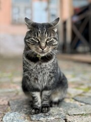 Tabby cat with green eyes sitting calmly on cobblestone street, posing with a serious expression in a charming old town setting.
