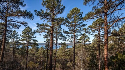 Fototapeta premium Overhead perspective of tall white pine trees in a woodland