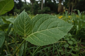 Close-up of Eryngium foetidum L leaves, also known as fidweed, photographed outdoors