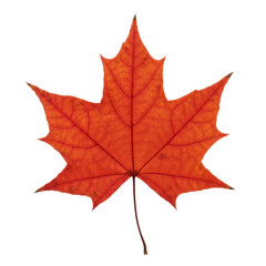 Naklejka premium Bright red maple leaf isolated on white 