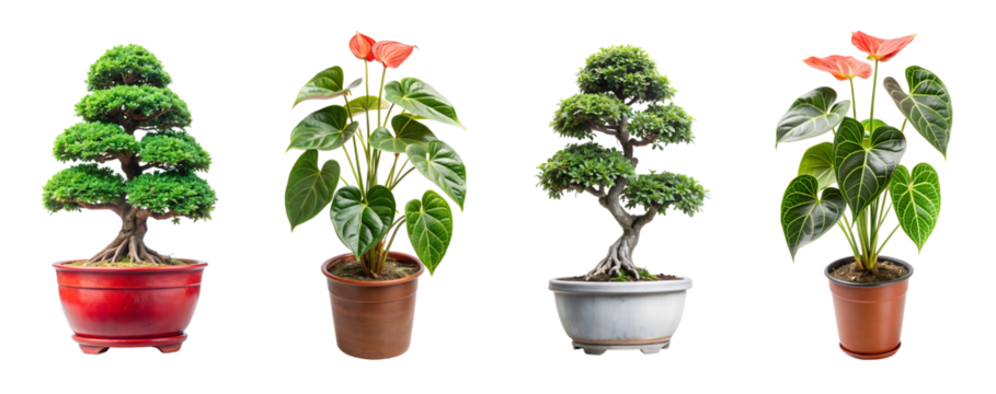Collection of four potted bonsai trees and anthurium plants, isolated on transparent background