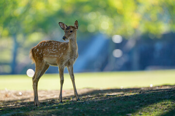 木陰にたたずむ子鹿