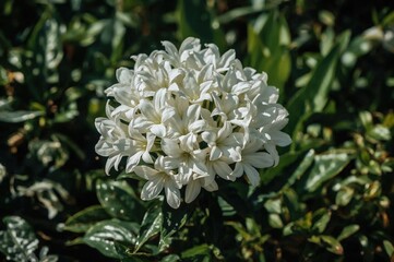 Garden blooming with a bouquet of white flowers